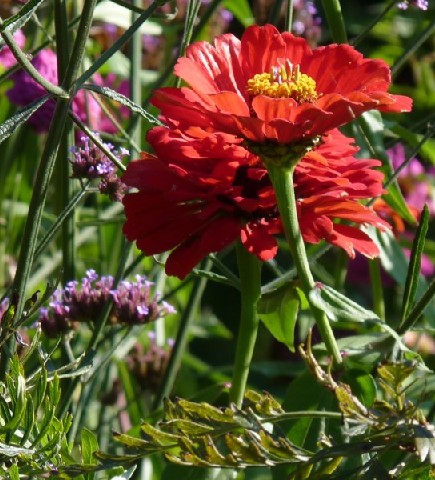 Les Fleurs