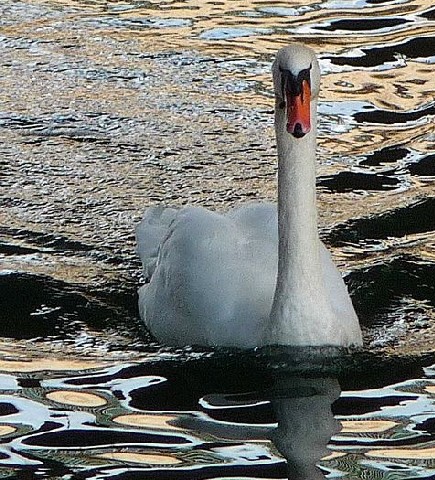 Les Cygnes